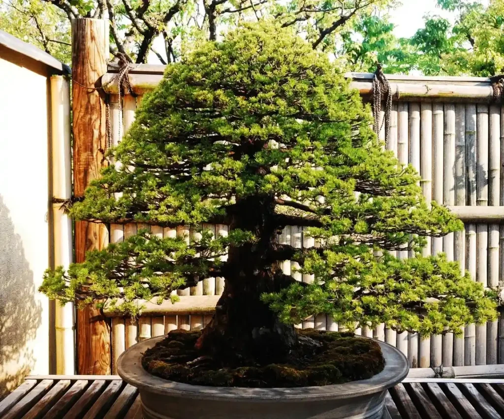 Funny Names for Bonsai Trees