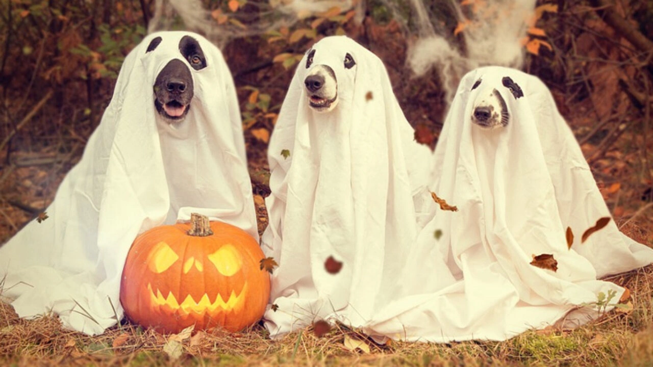 Halloween Team Names