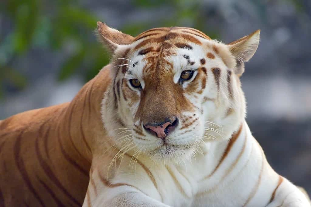 Tiger Names