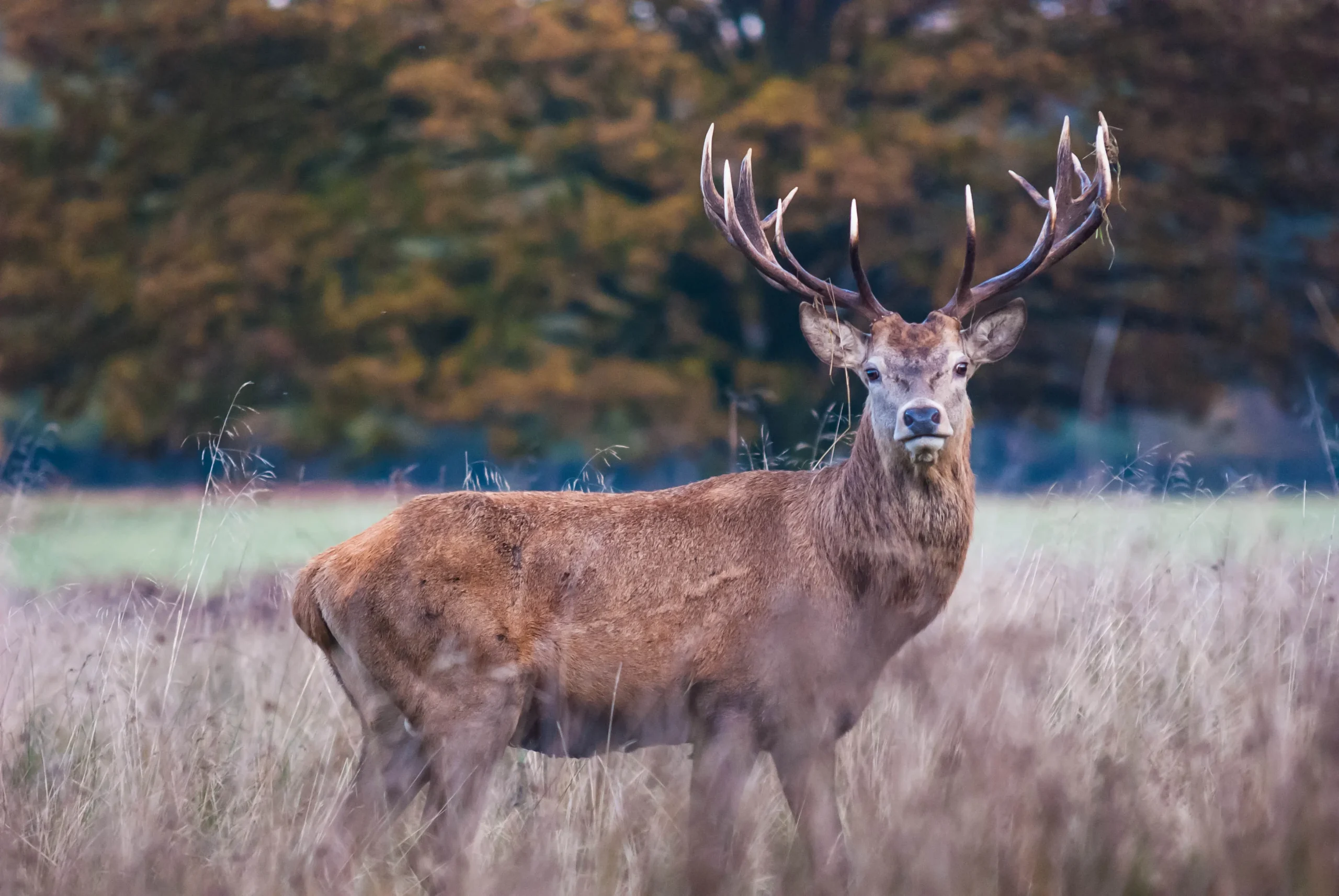 Names for Deer