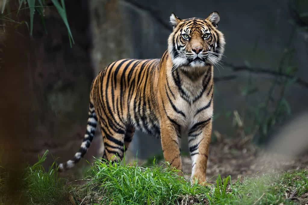 Tiger Names