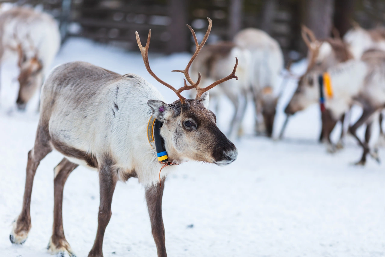 Names for Deer