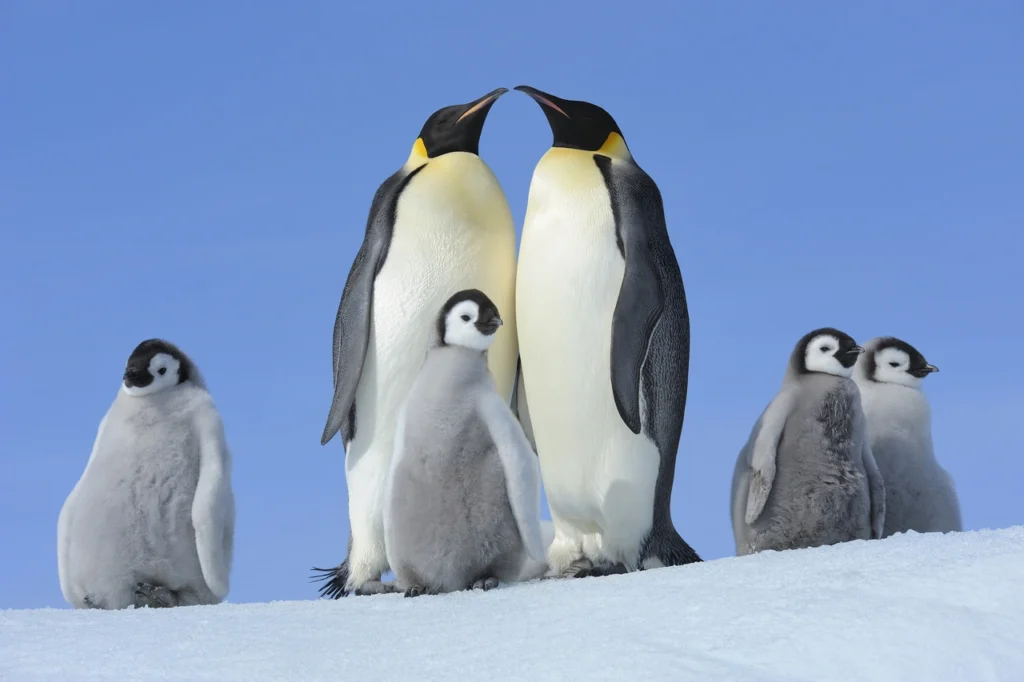 Penguin Names