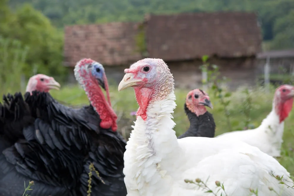 Turkey Names
