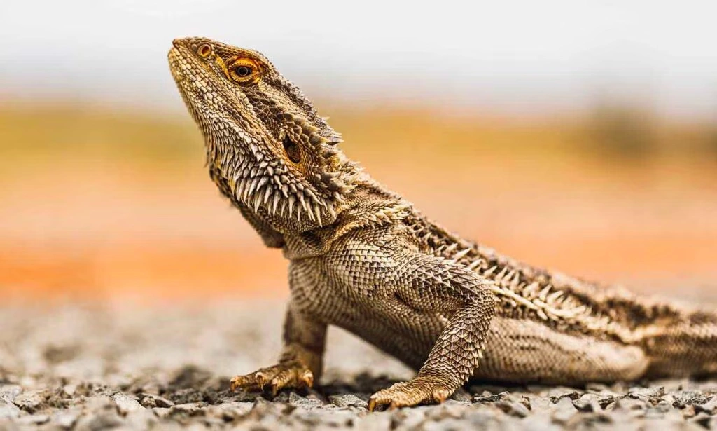 Dragon Names