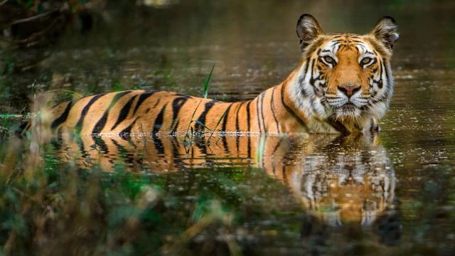 Tiger Names