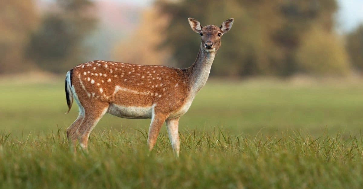 Names for Deer