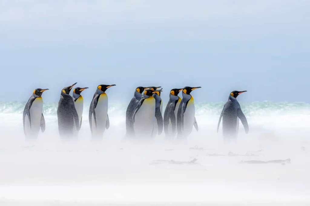 Penguin Names