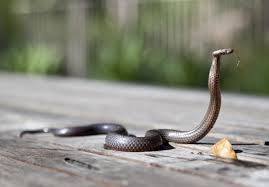 Snake Names 
