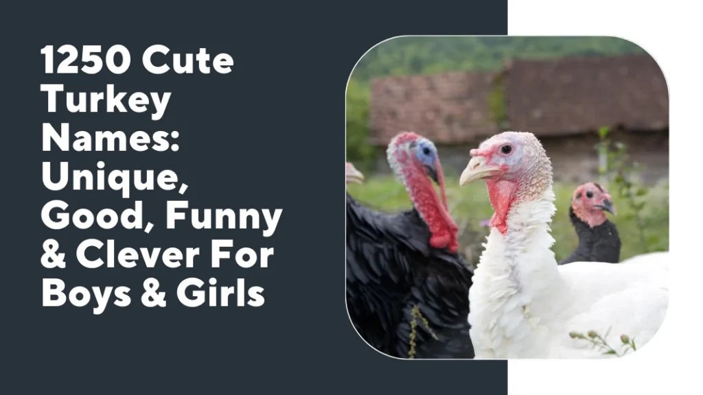 Turkey Names