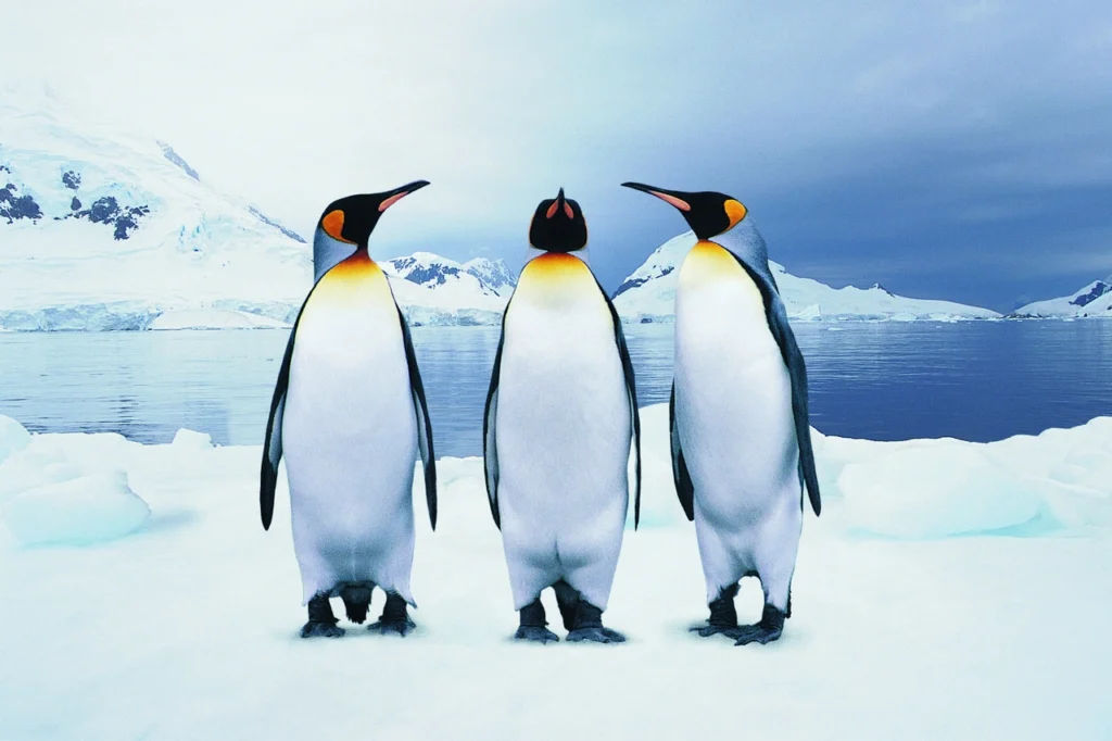 Penguin Names