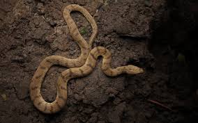 Snake Names