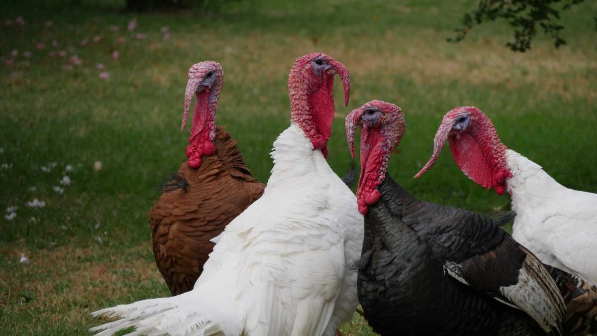 Unique Turkey Names