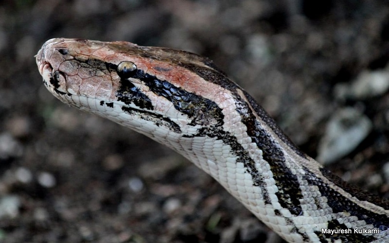 Snake Names