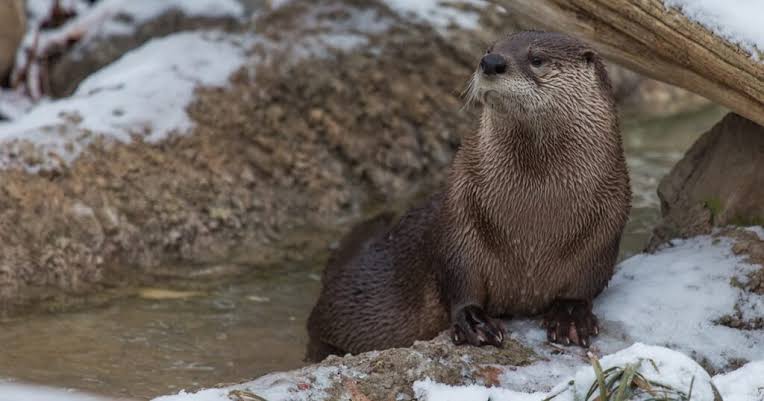 Otter Names